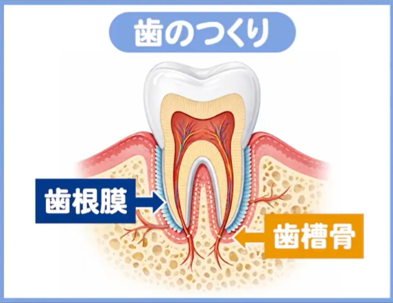なぜ歯は動くのか？